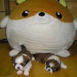 한 장씩 올립<b>니더</b>예5