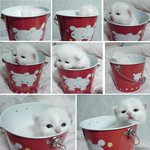 <b>깡통</b> 안에 고양이 있다