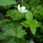 홀<b>아비</b>바람꽃