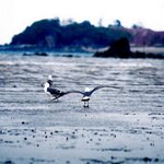 살아있는 <b>갯벌</b> (10)