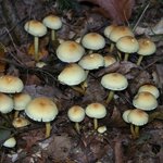 이 <b>버섯</b>마을에 스머프가 살고 있을까? (20)