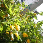 가을이 <b>오기</b> 전