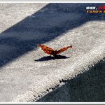 공원에서의 여유로운 <b>산책</b>