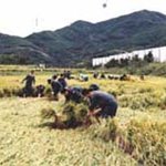 <b>농촌</b>살이