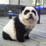 <b>팬더</b>강아지