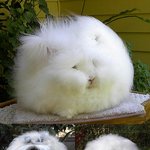 <b>코</b>랑 <b>입</b>만 보이네요
