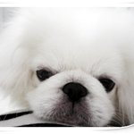 [페키니즈]마창에 사시는분~<b>사돈</b> 맺어요~!!