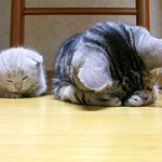 부끄러운 몸동작으로 고양이가 <b>세배</b>합니다. 냐옹~