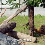 사자에게 복음 <b>전파</b>하다가 물린 아저씨~~