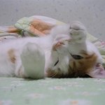 <b>터프</b>~초롱군