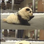 무진장 귀여운 <b>팬더</b> 개