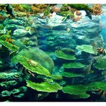 under the <b>sea</b> (1)