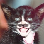 8666대마제님의 마스코트. <b>사악</b>한고양이
