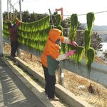 봄의 <b>커텐</b>을