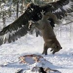 우와 <b>저</b> 독수리 <b>날</b>수 있었을까 궁금하내요..