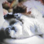 담비<b>아가</b>~