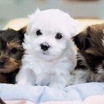 너무 귀여운 강아지 <b>삼총사</b>