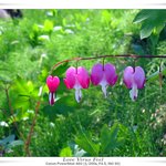 금낭화 dicentra spectabilis
