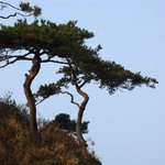<b>벼랑</b>위 노송
