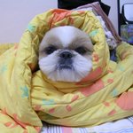 굼벵이 <b>뭉치</b> *^^*