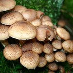 이 <b>버섯</b>마을에 스머프가 살고 있을까? (23)