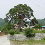 <b>천연</b>기념물 410호 - 거창 당산리 당송