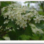 산<b>국수</b>나무