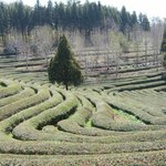 보성 <b>다원</b>