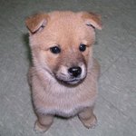 두발로 서서 <b>뒷짐</b>진 강아지