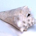 <b>소라</b>껍질