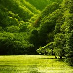 초록(<b>green</b>)이 정서적으로 편안함을 준다고 합니다ㅎㅎ