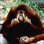 귀여운 <b>우랑</b>우탄