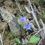 큰구슬<b>붕이</b>와 예쁜 야생화 ^^