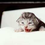 너무 구l<b>엽당</b> >_< 구l가 포옥 누운것쯤ㅂ ㅏ ^^*