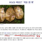<b>겨울잠</b>  쥐