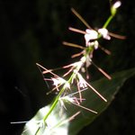 주름<b>조개</b>풀