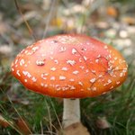 이 <b>버섯</b>마을에 스머프가 살고 있을까? (24)