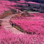 봄의 <b>향연</b>