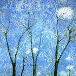 칼라와 흑백의 <b>대조</b>.....