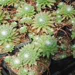 둥근<b>바위</b>솔