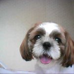<b>시추</b>는 꼭 못난이가 아니다~!