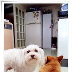 한비랑 <b>두비</b>