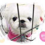 우리 <b>강쥐</b>