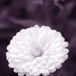 <b>순수</b>해 보이는 꽃