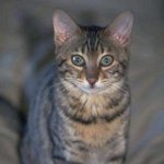 고양이-이름은 가물가물 하<b>내요</b>..!