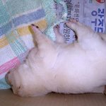 이쁜 <b>강쥐</b>4