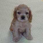 코코의 아들 <b>코리</b>...넘 귀엽져...^^