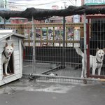 <b>토종</b> 진도개 모자