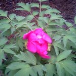 수줍은뒤란의목단 과  <b>인동</b>꽃