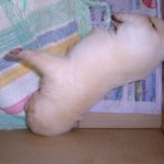 이쁜 <b>강쥐</b>5